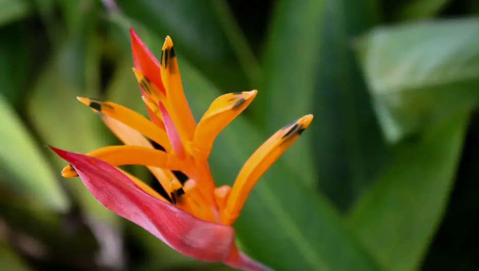 can heliconias grow indoors