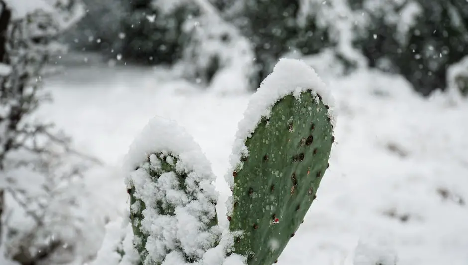 why are the leaves on my christmas cactus limp