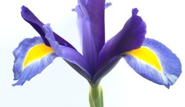 how to plant wild iris seeds