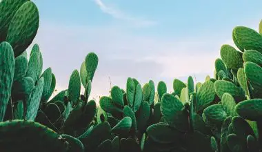 what is the largest cactus in the world