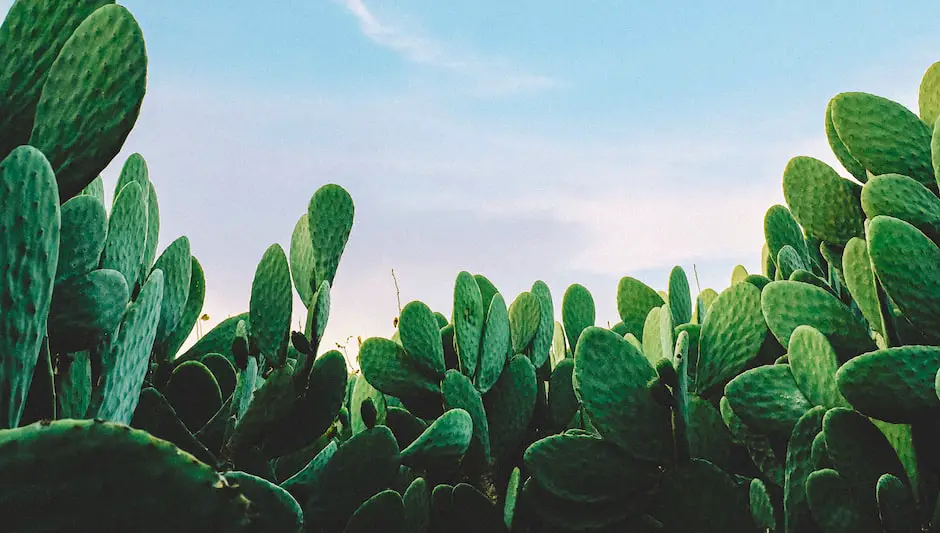 what is the largest cactus in the world