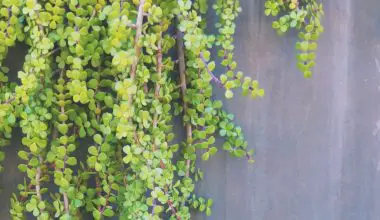 how to grow vines on a chain link fence
