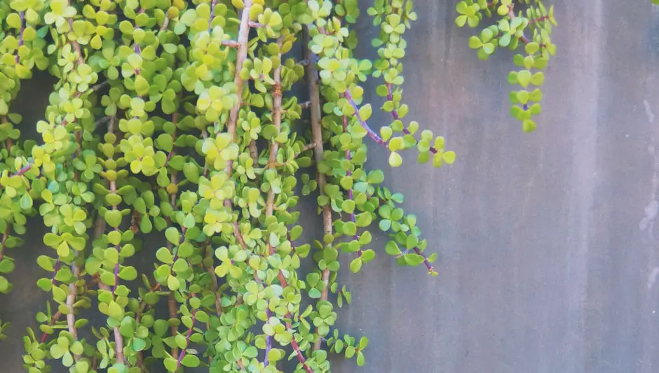 how to grow vines on a chain link fence