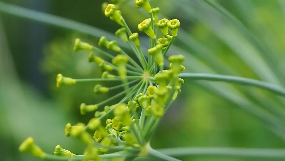 how much dill seed equals a sprig of dill