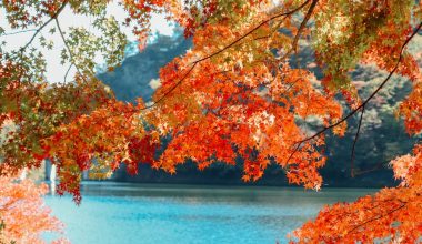 what to grow under japanese maple trees