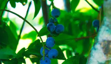 are blueberries self pollinating