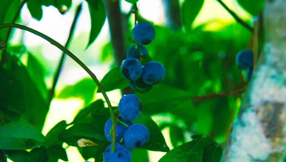 are blueberries self pollinating