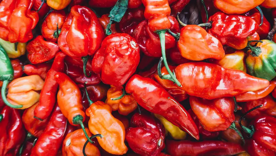 how to harvest peppers