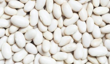 when to plant fava beans in zone 9