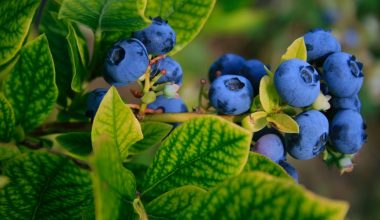 are duke blueberries self pollinating