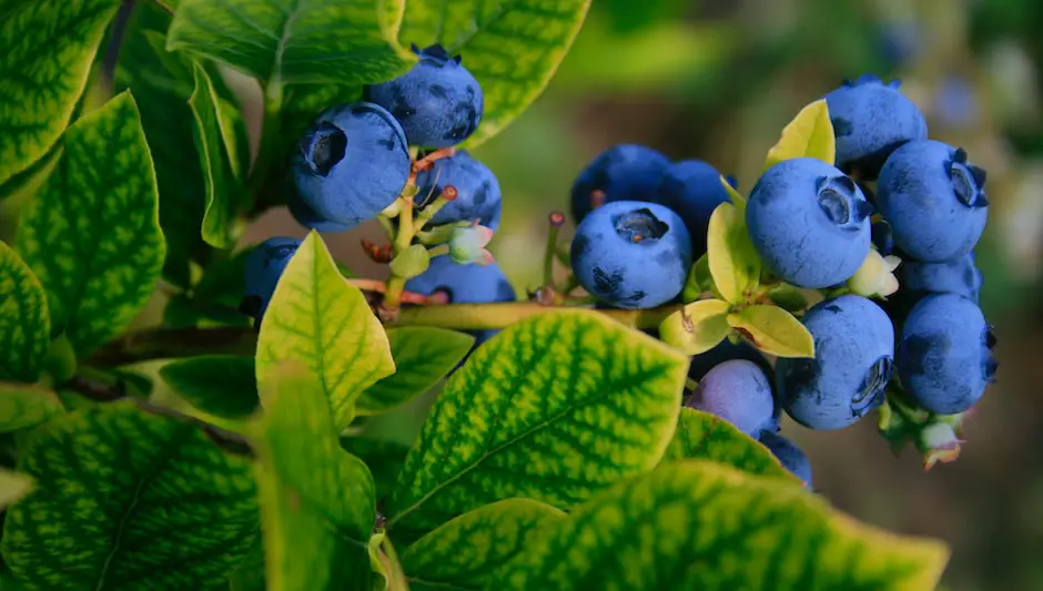 are duke blueberries self pollinating