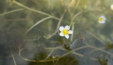 when to plant ranunculus in zone 6