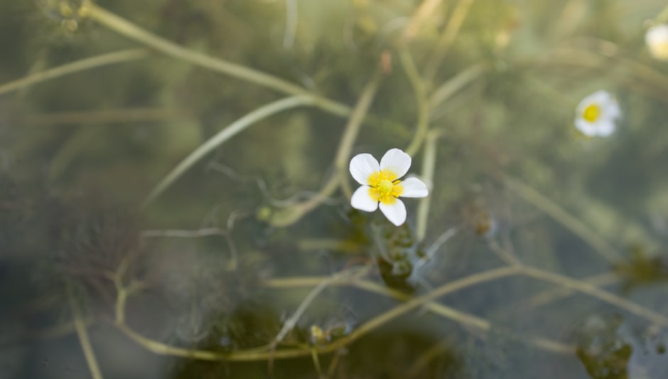 when to plant ranunculus in zone 6