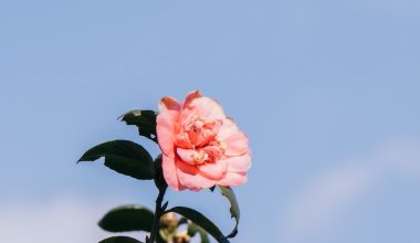 what time of year do you prune camellias