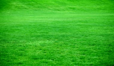 how to reseed lawn