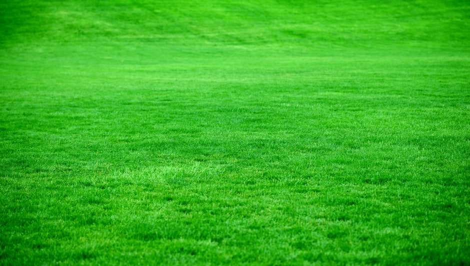 how to reseed lawn