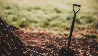 how to clear a compost heap of rats