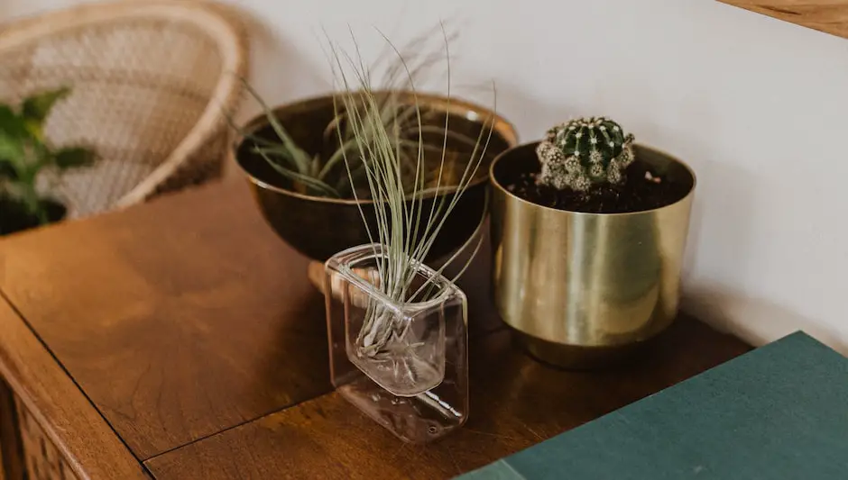 how does an air plant survive