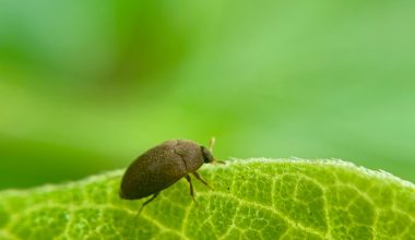 what does an aphid bug look like