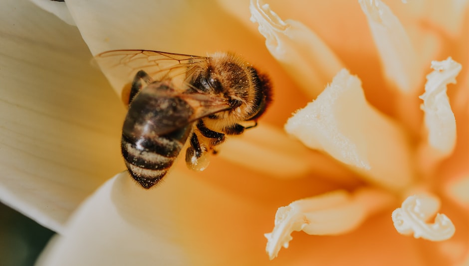 what is pollination give its two types