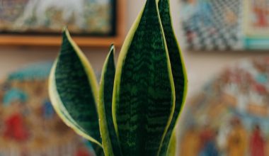 do snake plants need fertilizer