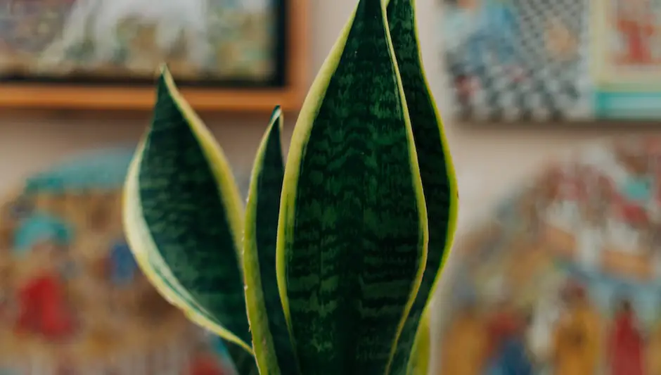 do snake plants need fertilizer