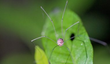 how to propagate nerve plant