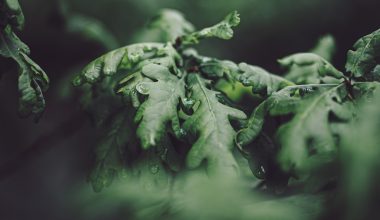 are oak tree leaves edible