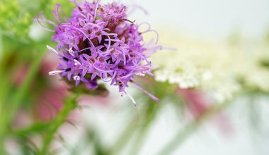 how to prune liatris