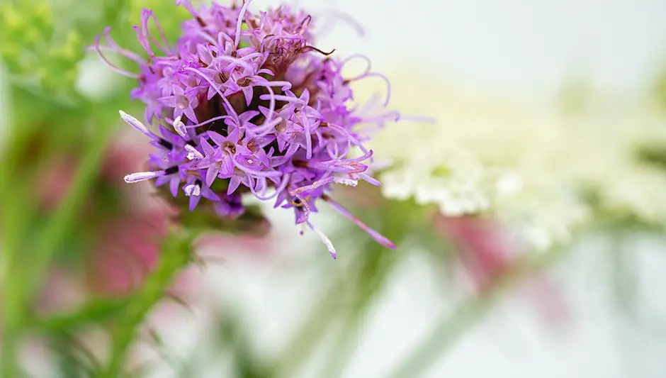 how to prune liatris