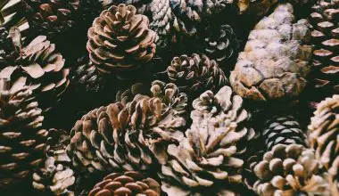 when to pick pine cones for seed