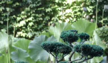 how big can a bonsai tree get