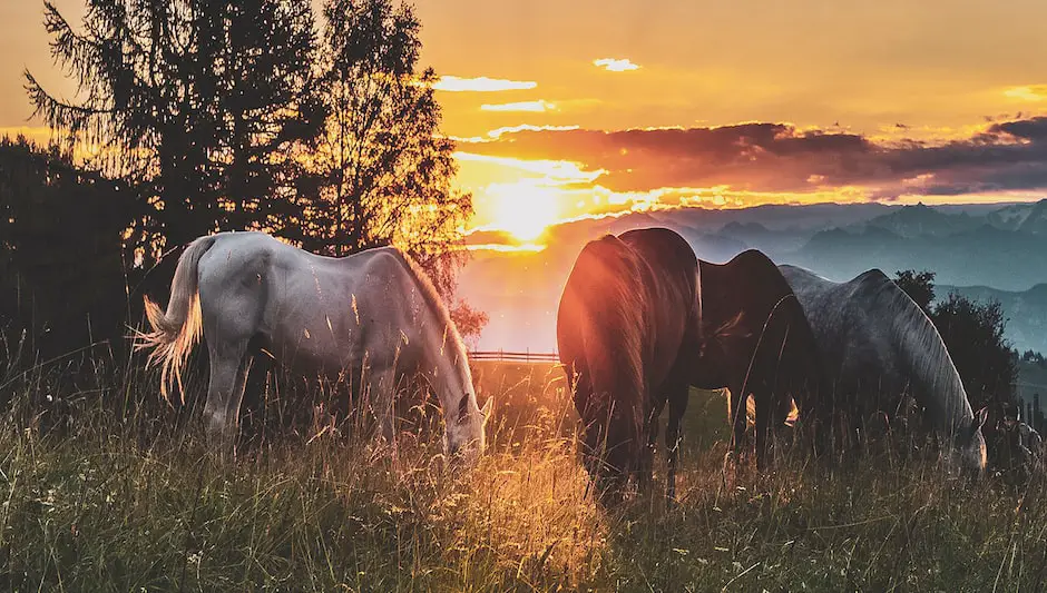 how to compost horse manure