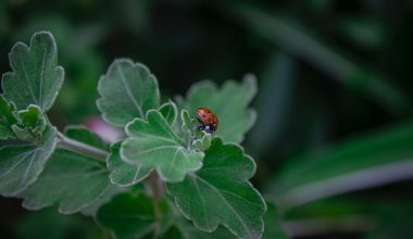 when do you prune butterfly bushes