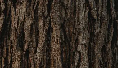 how to save a tree with damaged bark