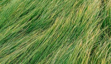 how to preserve pampas grass