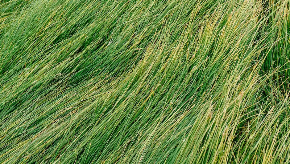 how to preserve pampas grass