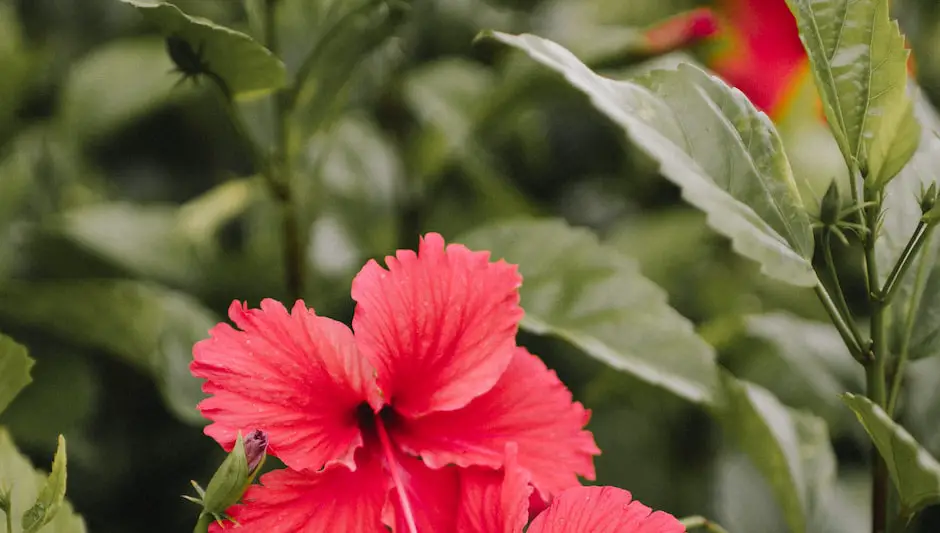 when to prune hibiscus shrub