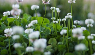 will landscapers pull weeds