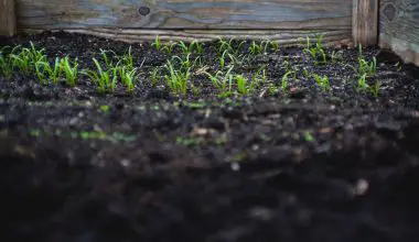 how to plant spinach in a raised bed