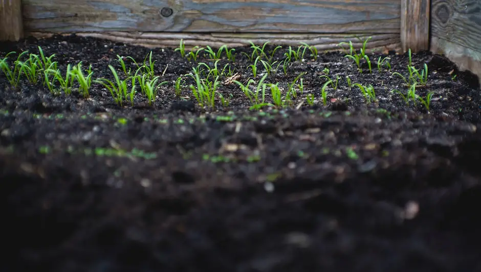 how to plant spinach in a raised bed