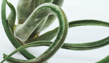 how long should you soak air plants in water