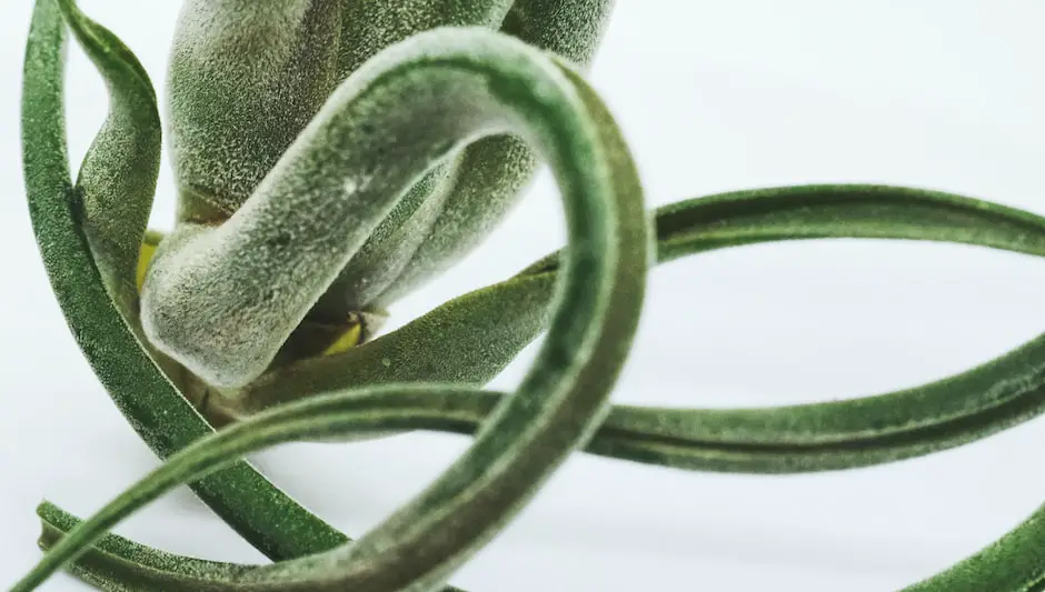 how long should you soak air plants in water