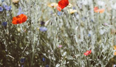 is flax a perennial