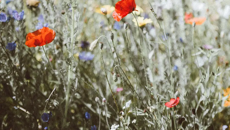 is flax a perennial