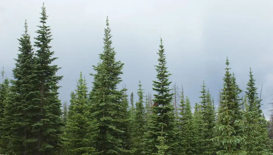 how to harvest pine nuts