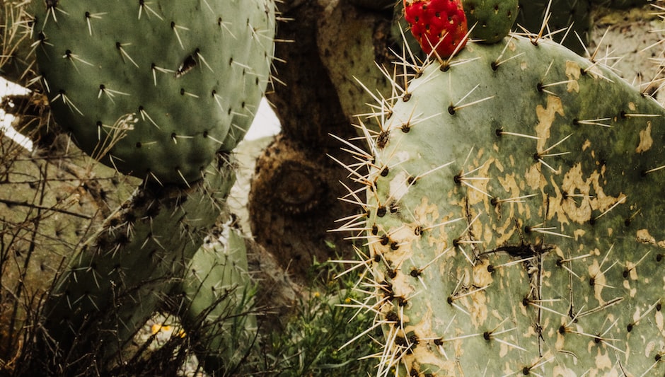 what are the benefits of cactus fruit