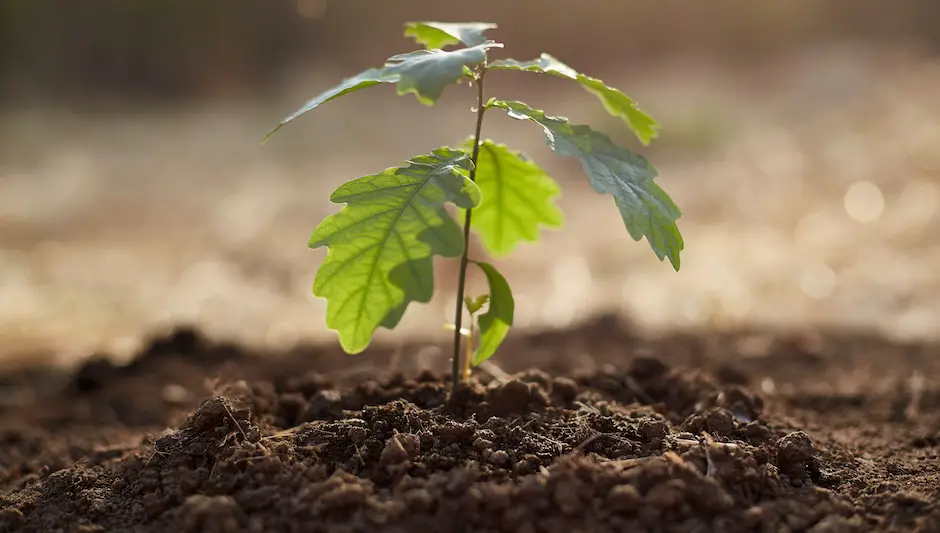 how tall can oak trees grow