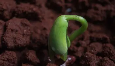 where do seeds develop