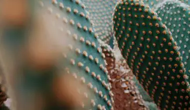 how do cactus get water